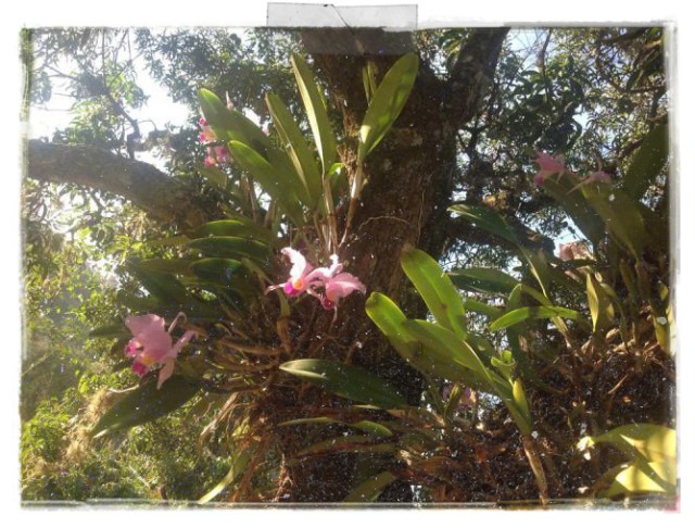 orquideas-texture